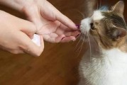 宠物猫为什么会突然咬主人？（探究宠物猫咬主人行为的原因和解决方法）