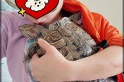 如何正确喂养巴西龟幼崽（巴西龟幼崽的主要食物及喂养注意事项）
