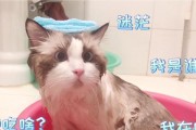 给猫咪洗澡的小技巧（学会这些技巧，让给猫咪洗澡变得轻松愉快！）