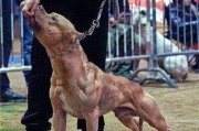 比特犬为何怕冷？（了解比特犬的冷敏感性和保暖需求）