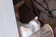猫咪能独自在家多久？（探索猫咪在家独处的时间限制与注意事项）
