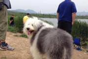 爱护以古牧犬，做负责任的宠物主人（以古牧犬的特点及饲养技巧）