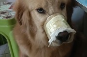 金毛犬（探寻金毛犬的性格特点和饲养技巧）