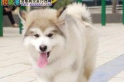 阿拉斯加犬咳嗽呕吐的病因及治疗方法（探究阿拉斯加犬咳嗽呕吐的原因和应对策略，让爱宠更健康）