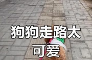 泰迪犬（探寻泰迪犬的寿命之谜，以及延长它们寿命的方法）