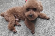如何通过换狗粮改善犬狗泪痕问题（探索狗粮与泪痕之间的关系，帮助你的宠物重拾明亮的双眼）