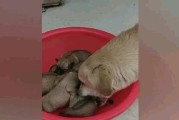 喂养小狗的最佳肉食选择（为宠物狗提供最健康的饮食）