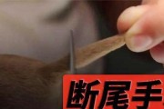 狗狗断尾的争议与残忍性解析（揭秘狗狗断尾的历史、现状与争议）