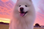 选择适合家养的巨型犬（了解巨型犬的品种及特点，选择最适合家庭的伴侣）