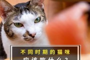 50天幼猫的饮食需求与建议（为健康成长，幼猫需要适宜的食物和定期喂养）