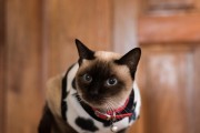暹罗猫——优雅与魅力的化身（探秘暹罗猫的起源、特征与饲养技巧）