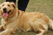 金毛犬的饮食禁忌（了解金毛犬的饮食安全，宠物健康从饮食开始）