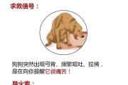狗狗细小肠炎的康复时间（探究狗狗细小肠炎治愈所需的时间及关键因素）