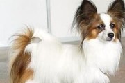 蝴蝶犬（了解蝴蝶犬，选择理想的宠物伴侣）