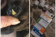 焦虫病的症状及防治方法（了解焦虫病的常见症状，预防和治疗措施不可忽视）
