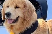 金毛犬为何喜欢握手？（探究金毛犬握手行为的原因与意义）