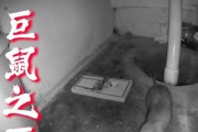 猫吃死耗子的症状及处理方法（揭秘猫对耗子的厮杀方式及症状表现，帮助宠物主人及时处理）