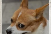 狗的生产潜力及影响（从狗作为生产力角度看人类与宠物关系）
