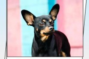 小鹿犬的缺点及养宠者应有的心理准备（了解并接受小鹿犬的特点和不足，做好细心照料和教育）