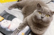 猫为什么会难受爱叫？（探索猫叫的原因及相关疾病）