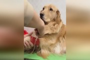 小金毛为什么害怕红色？（探究小金毛对红色的恐惧原因及应对方法）