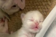 初生小奶猫的饮食需求（为宝宝猫咪提供最佳营养，）