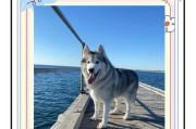 哈士奇（探索哈士奇的特性和拆家犬之名）