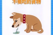 泰迪狗的饮食禁忌与健康食谱（了解泰迪狗的饮食需谨慎，避免食物中毒与肠胃问题）