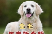 金毛幼犬饮食禁忌（了解金毛幼犬不能吃的食物，保护它们的健康）