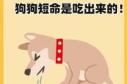 为狗狗健康，这几种食物一定要多吃！（提供关键营养，让狗狗健康快乐）