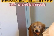 小狗晚上的睡眠需求及注意事项（了解小狗睡眠时间，给予它们充足的休息和关怀）