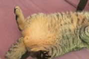 为什么猫一天老摇尾巴？（探究猫咪摇尾巴的原因和意义）