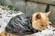 猫咪为什么吃塑料袋？（揭秘猫咪对塑料袋的奇特兴趣）