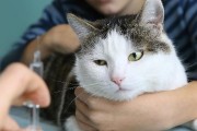 猫咪疫苗解析（了解猫咪生命旅程中必打的疫苗，价格透明公开！）