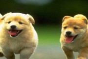 小狗哮喘的病因、症状及治疗方法（宠物生病了怎么办？——认识小狗哮喘）