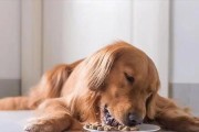 金毛两月大宝宝的饮食指南（宠物金毛两月大时应该吃什么？金毛两月饮食注意事项一览）