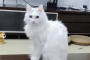 如何养护山东狮子猫（以宠物为主，分享养猫经验）