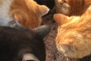 猫为什么喜欢吃米饭？（探究猫咪对米饭的偏好及原因）