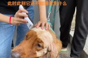 揭秘金毛犬皮肤黑点之谜（了解金毛犬皮肤上的黑点是什么及如何处理）