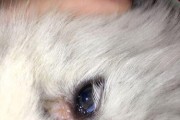解密狗狗眼屎之谜（探究为何狗狗经常产生眼屎及应对方法）
