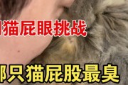 揭秘猫屁眼周围的脏污之谜（了解猫屁眼周围脏污的原因及解决方法）