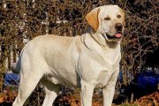 中型犬中容易叫的品种介绍（认识适合生人警觉的中型犬品种）