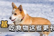 柯基狗最爱的水果是什么？（探索柯基狗喜欢的水果种类及其好处）