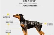 如何为杜宾犬进行美容（全面指导杜宾犬美容技巧，让你的爱犬光彩照人）