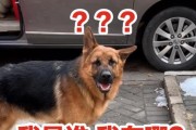 以德牧的睡眠习惯（探秘以德牧的睡眠时间和方式）