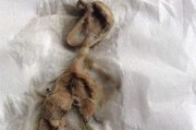 宠物托运知识（了解猫咪呕吐的原因和应对方法，让宠物旅途更安心）