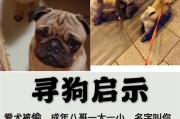 家里狗被偷（揭示人性阴暗面的盗窃行为，家庭安全警钟长鸣）