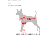 如何锻炼您的宠物犬？（专家的建议让您的犬更健康）