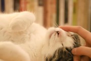 猫咪临产前公猫的重要角色（以宠物为主，猫咪好听的名字为）