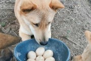 突然捡到小狗的喂养经验（探寻小狗饮食之道）